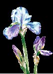 视觉花艺术2