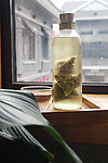 龙井茶