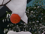 雪中柿子