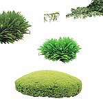 草地 草坪 植物
