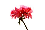 绣球花