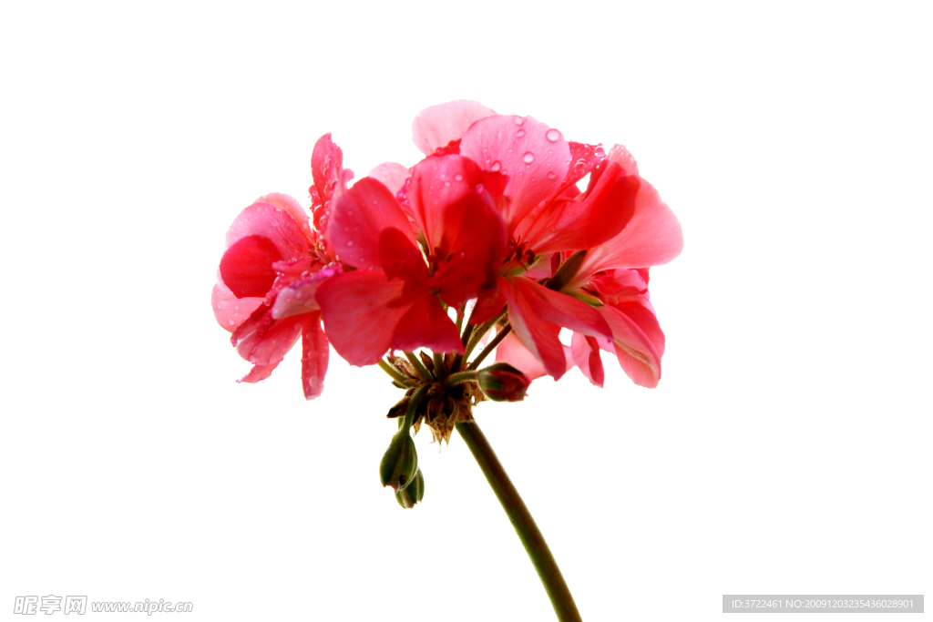 绣球花
