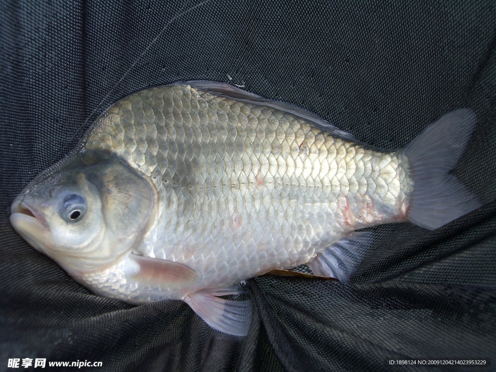 鲤鱼 鲫鱼 钓鱼 水