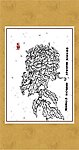 雅菊系列10