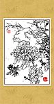 雅菊系列13