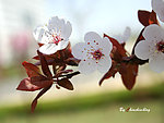 白樱花