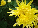 秋菊