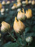 菊花花蕾