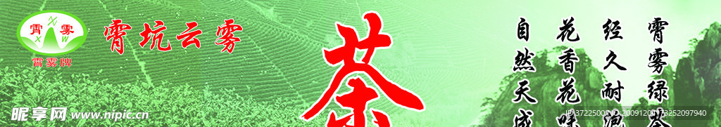 霄坑云雾茶