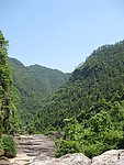 森林 树 风景 背景 绿
