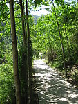 森林 树 风景