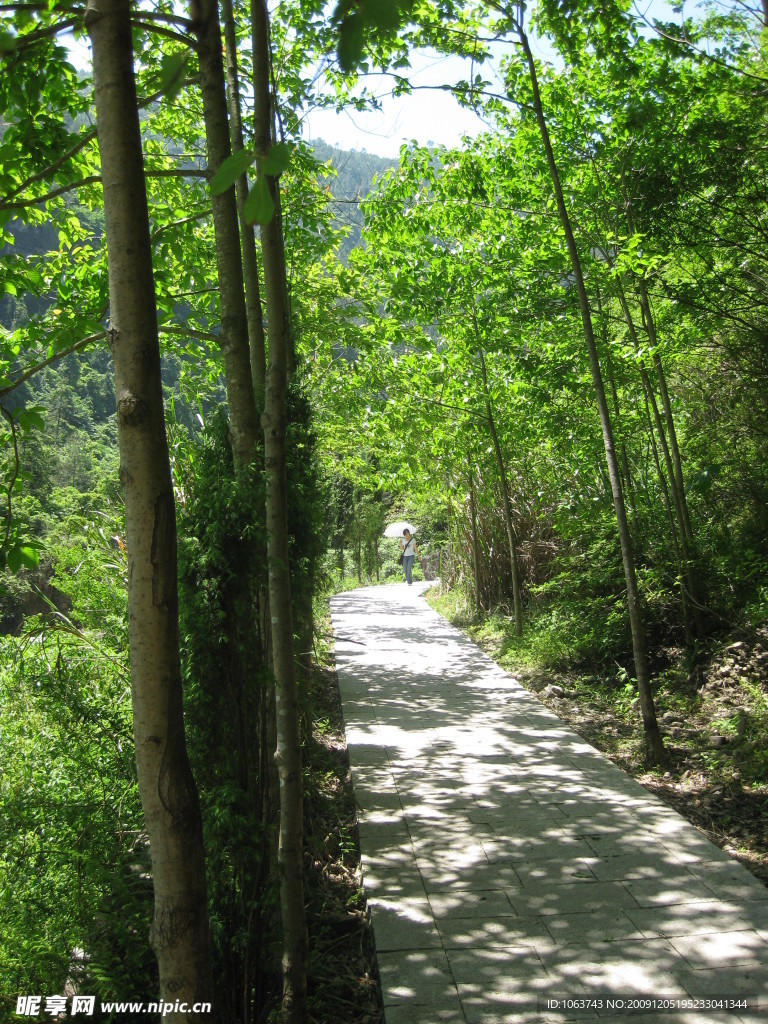 森林 树 风景