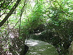 森林 树 风景 背景 绿