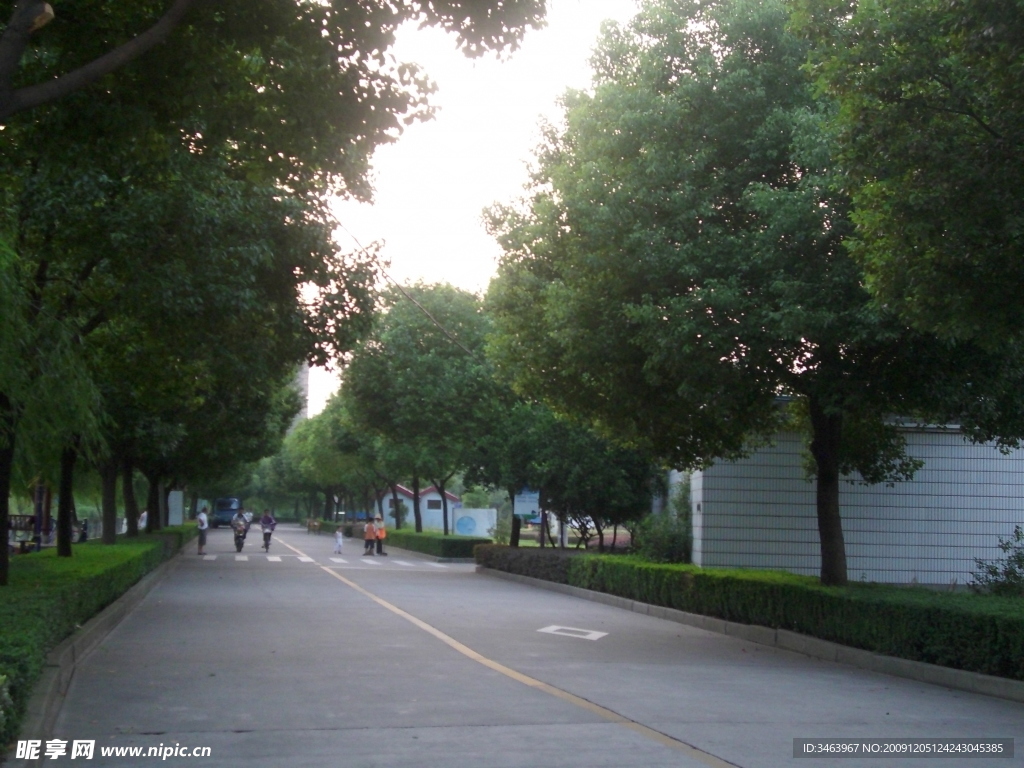 道路树