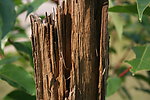 枯树 虚实 叶与树干