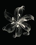 玻璃花