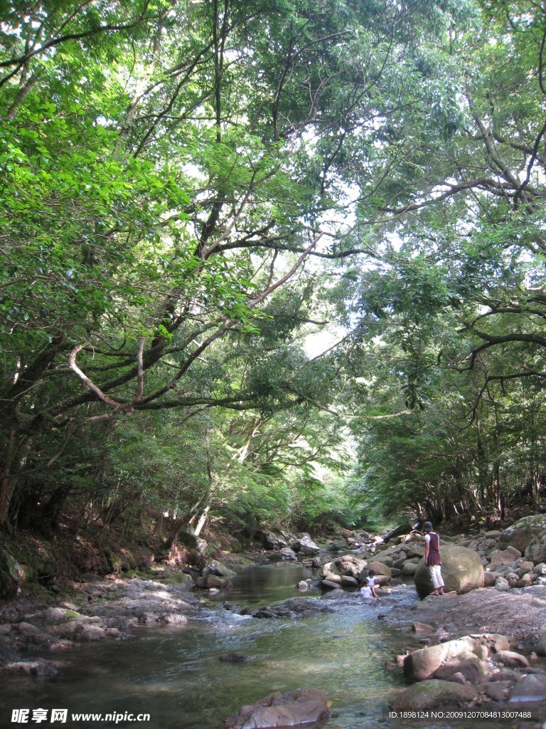 溪流 河流 瀑布 绿树 树林 森林 风景 旅游 石头