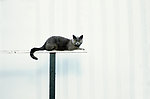 猫咪