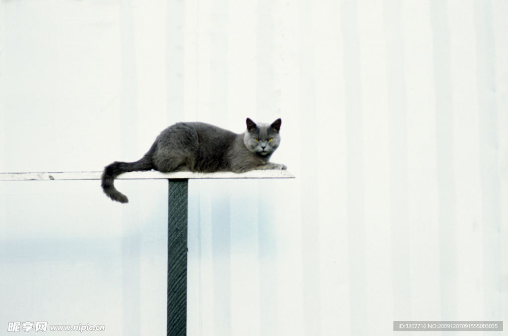 猫咪