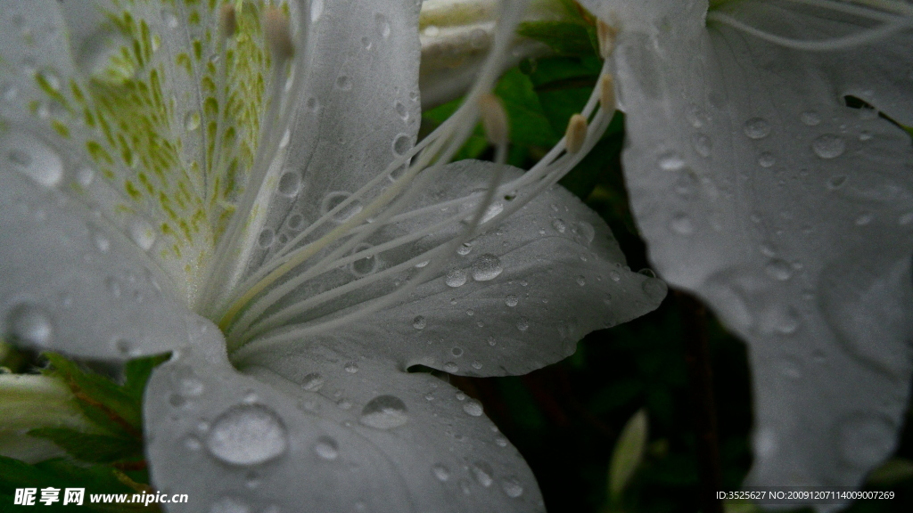 百合花瓣