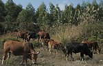 黄牛图素材