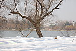 玄武湖雪景