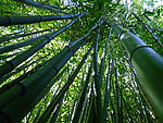竹林