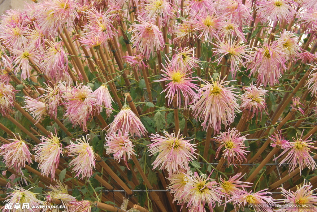 菊花