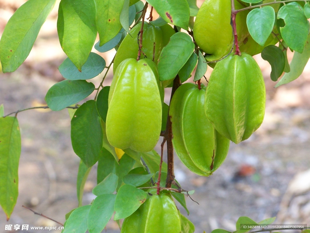 杨桃