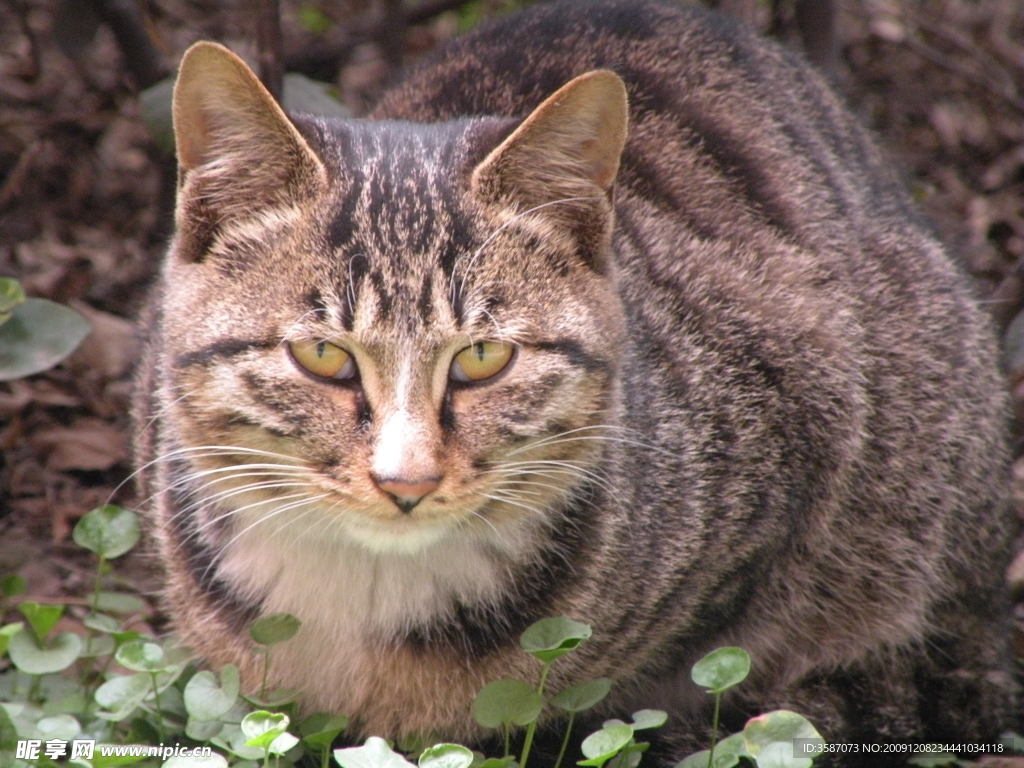 猫小猫