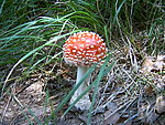 奇异的蘑菇