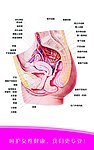 子宫解剖图(分层不精细)