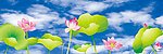荷花与天空