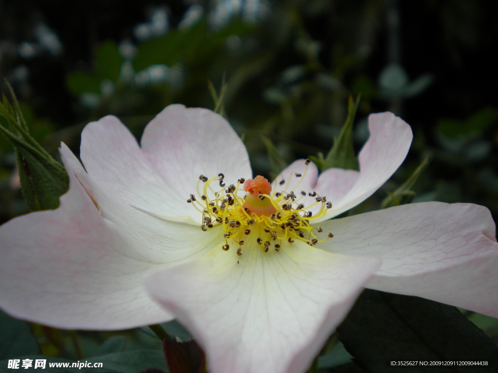 百合花瓣特写 2