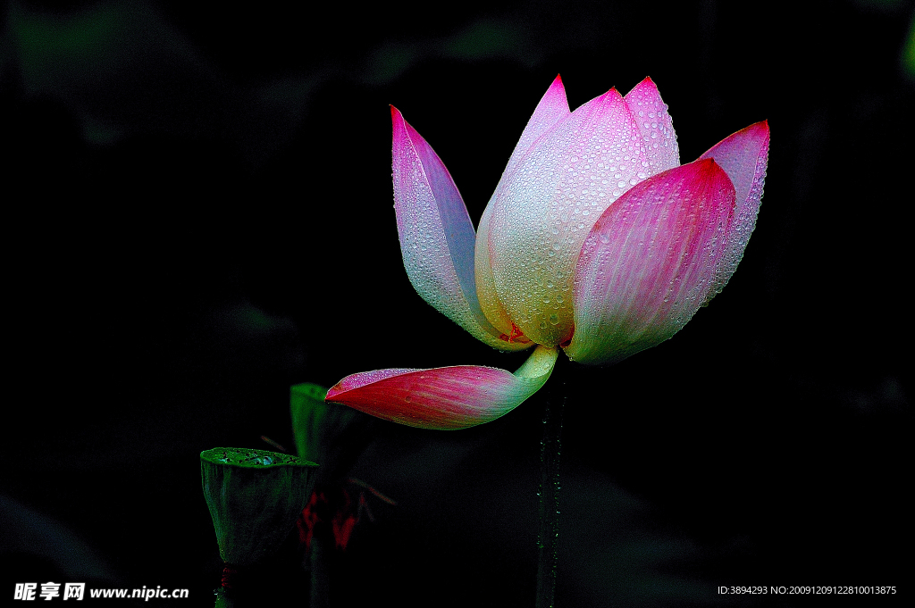 荷花