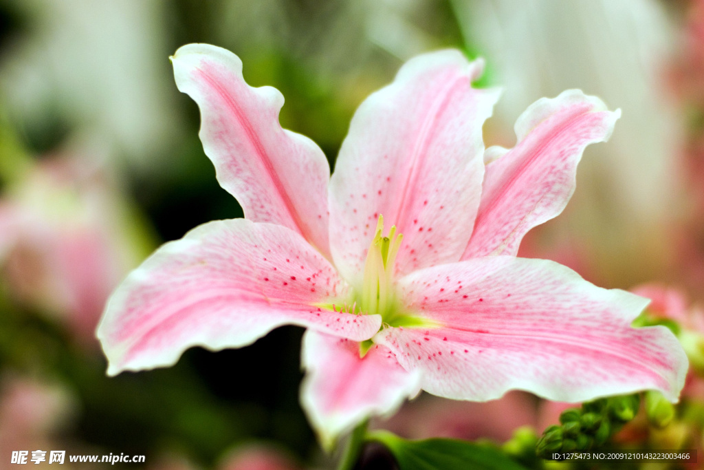 百合花
