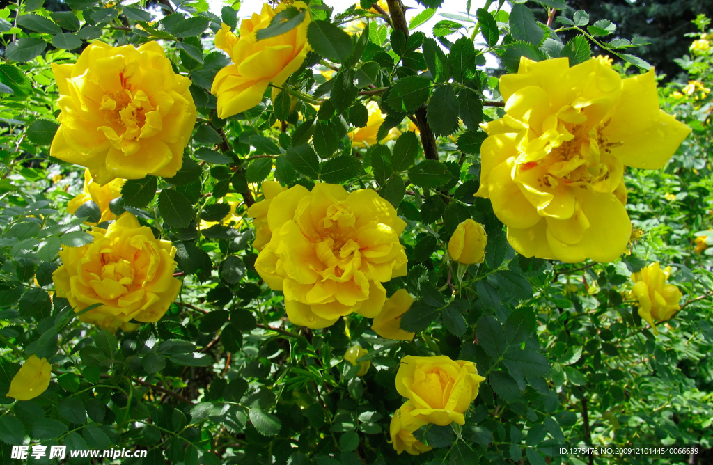 蔷薇花