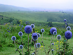 日本风光 花卉