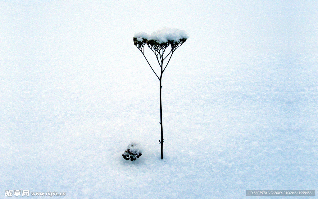 雪景图片