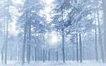 雪林风光