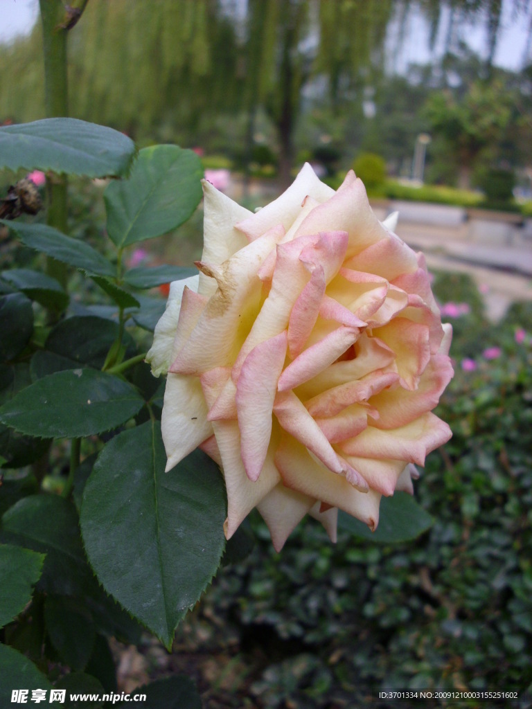 花语