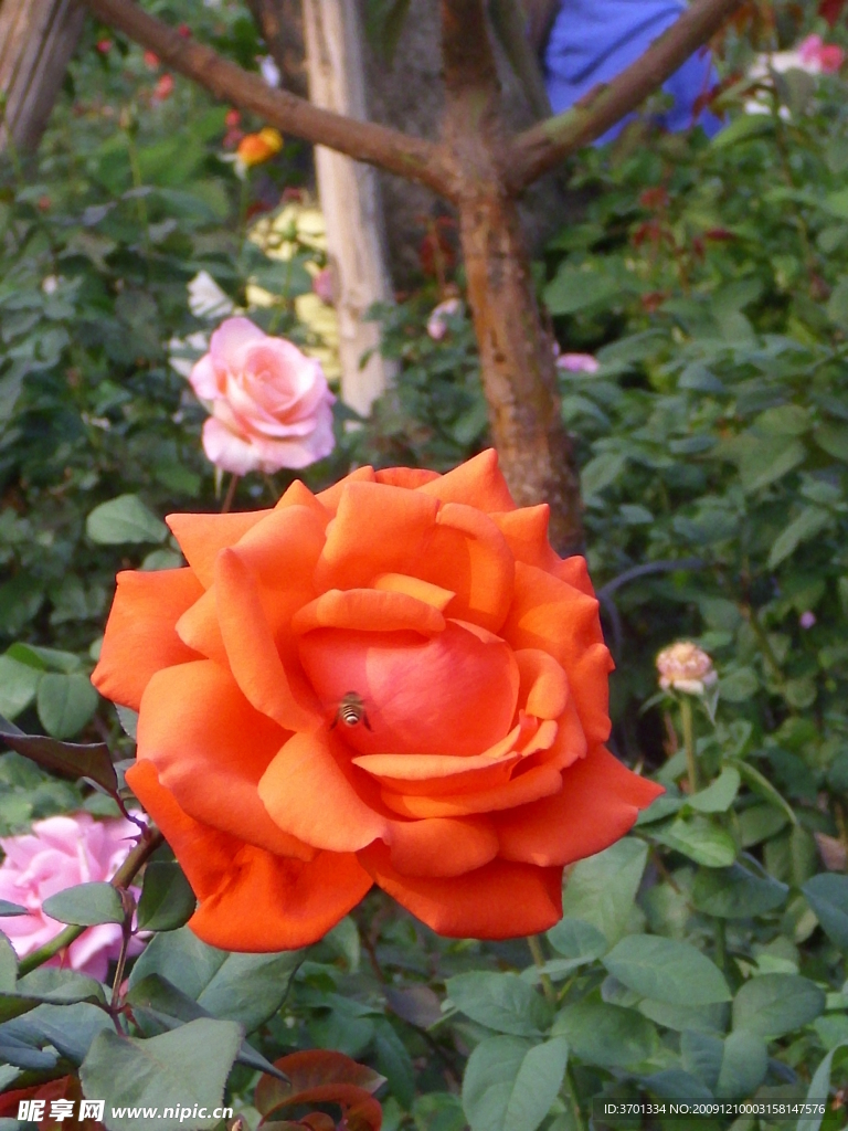 花开