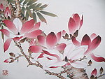 白玉兰