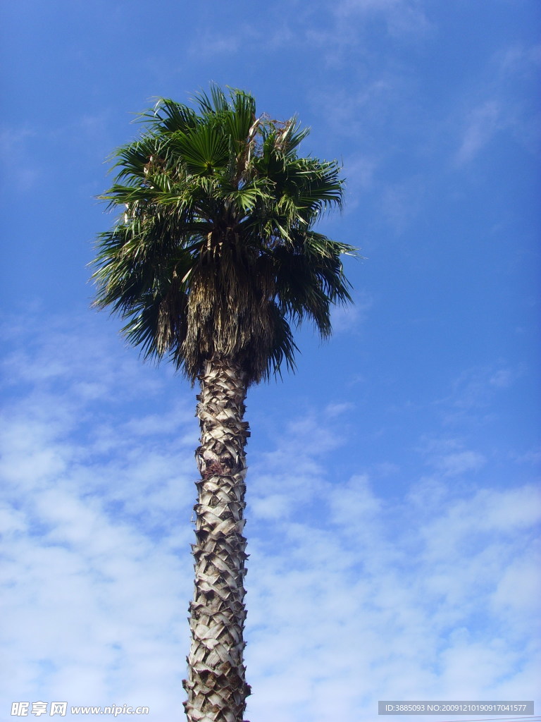 天空里的棕榈树