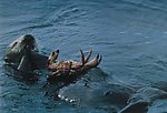 海狮