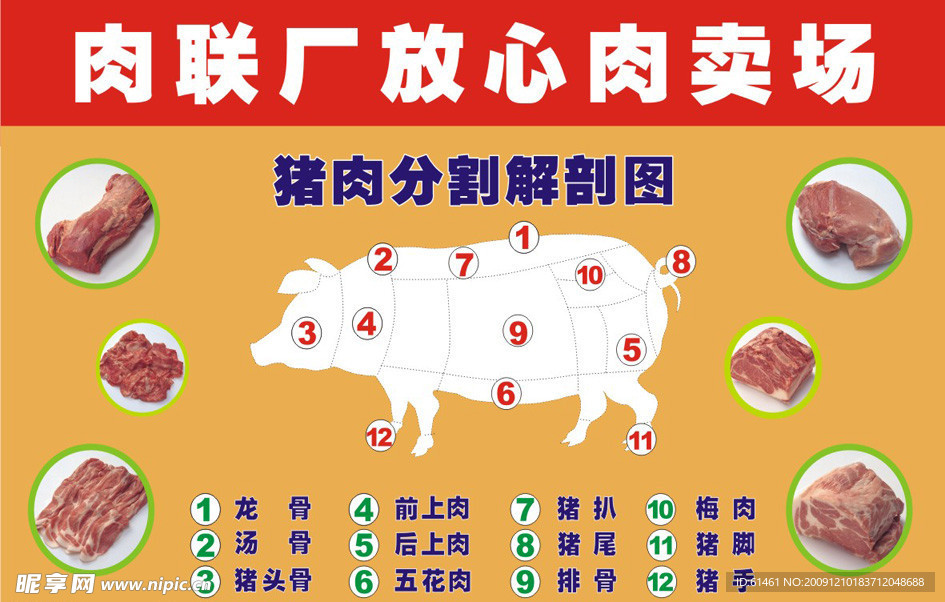 猪肉图 猪肉 猪肉解剖图 猪