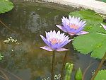 莲花