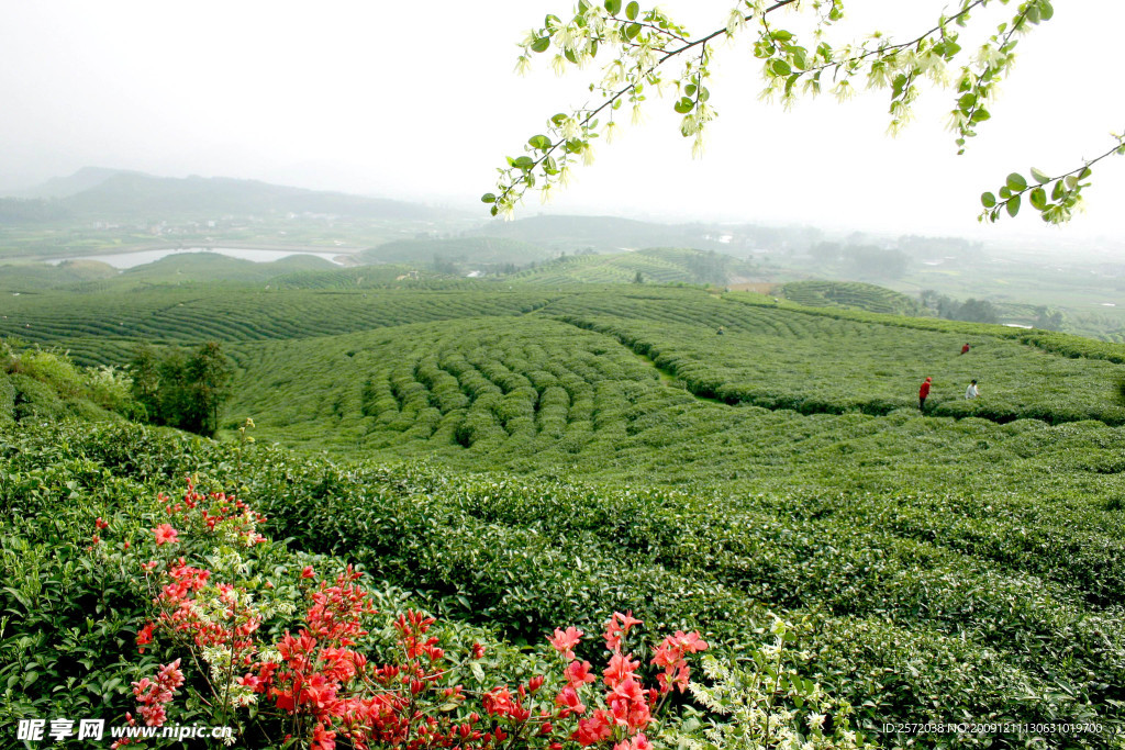 茶园美景