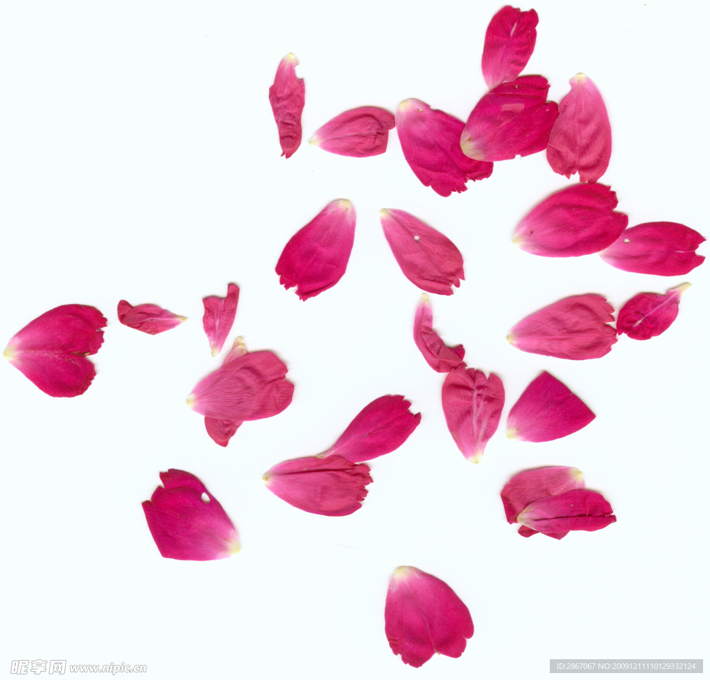 玫瑰花瓣