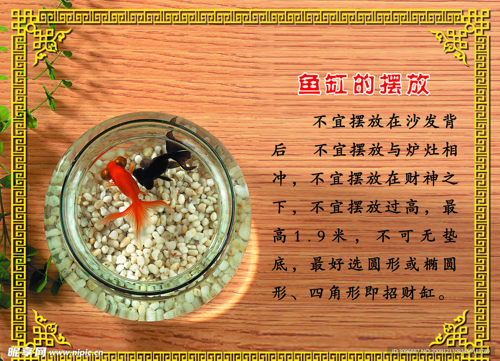 鱼缸 鱼